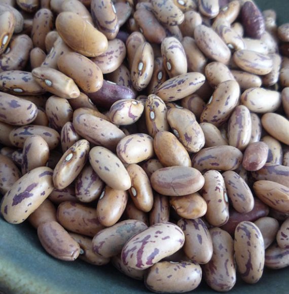 Buy Pinto Beans Online