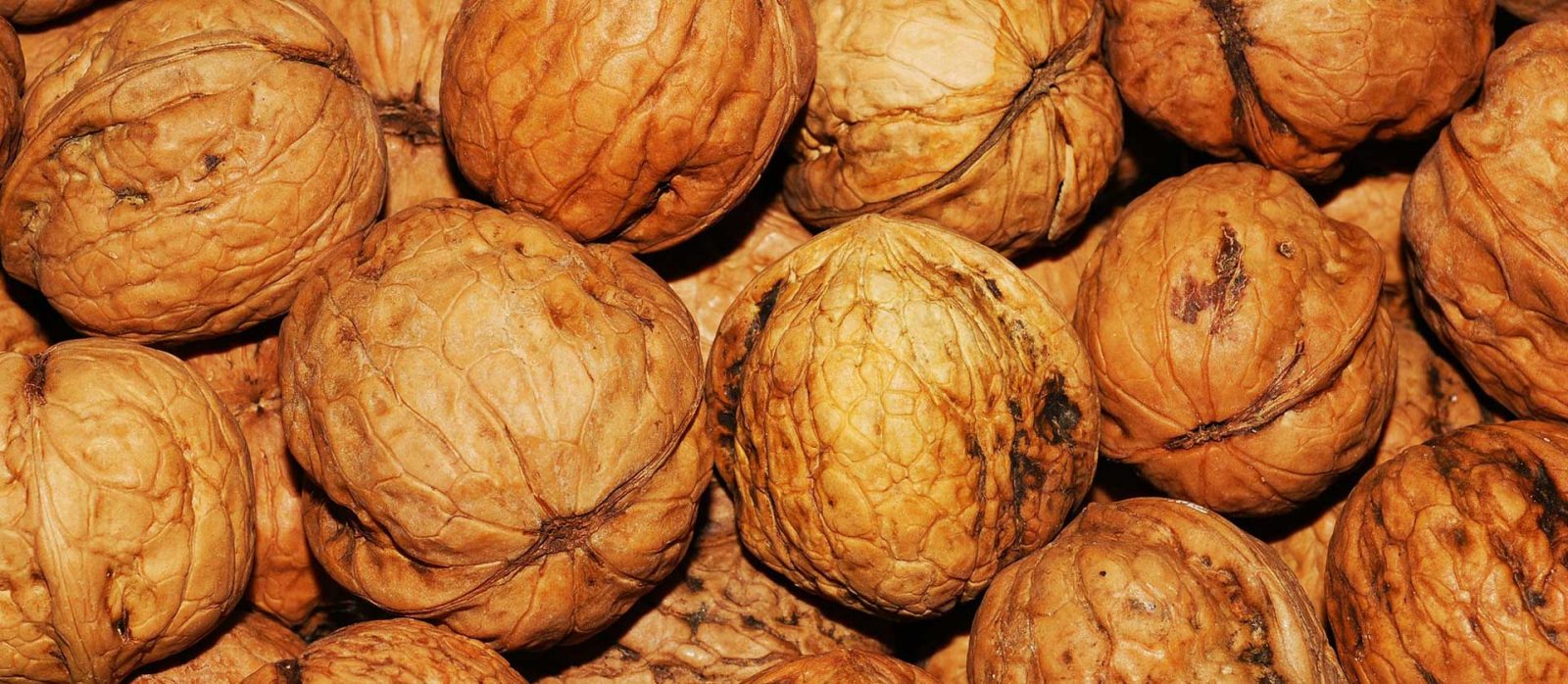 walnut exporters