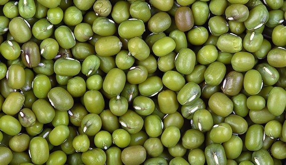 Mung Bean Manufacturers