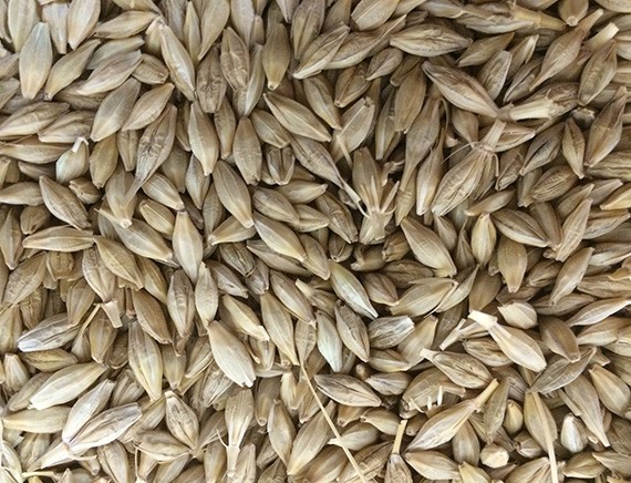 Barley Seeds Manufacturers
