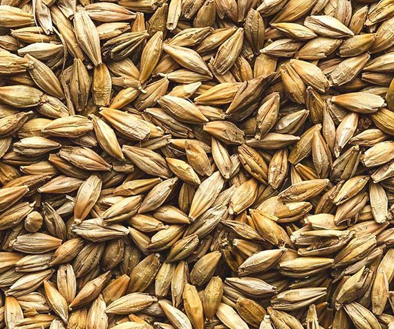 Buy Barley Seeds Online