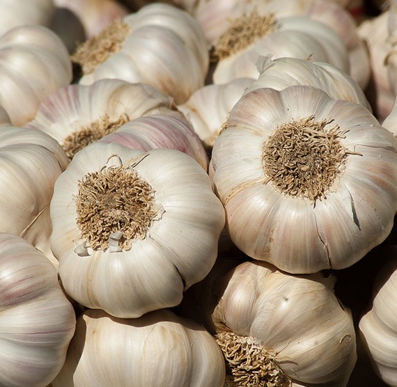 Buy Fresh Garlic Online
