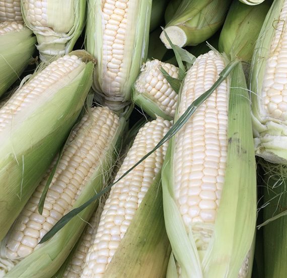 Buy White Corn Online