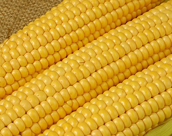 Buy Yellow Corn Online