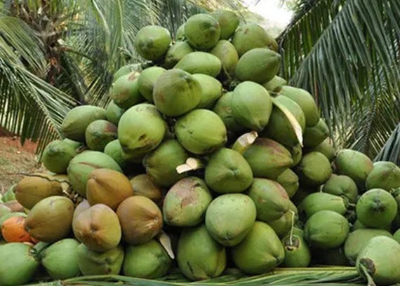 Coconut Suppliers