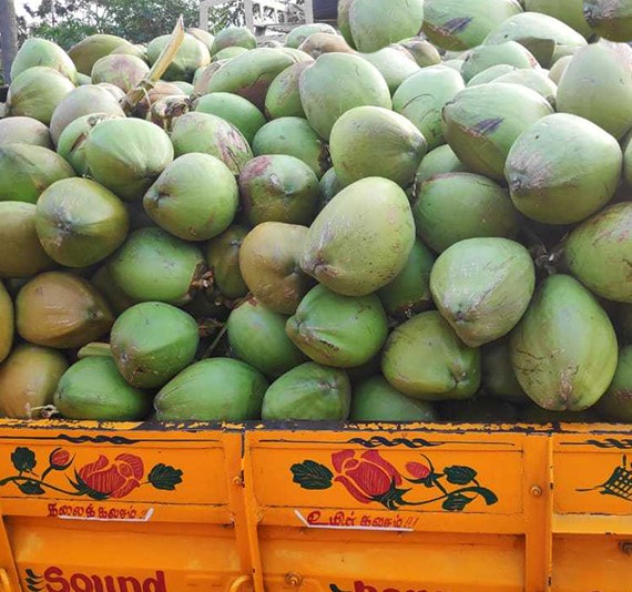 Buy Coconut Online