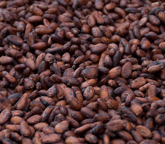 Cocoa Beans Exporters