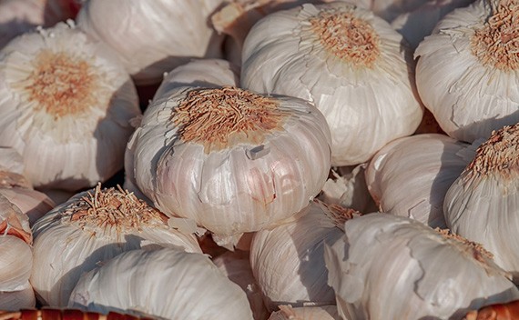 Garlic Exporters and Suppliers