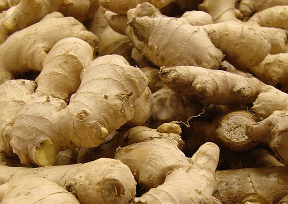 Ginger Manufacturers