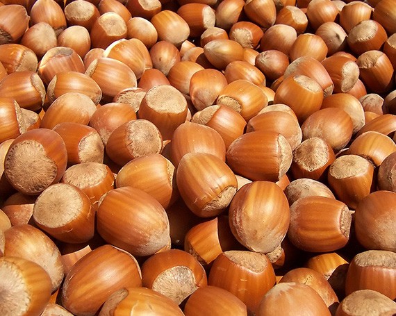 Hazelnut Manufacturers