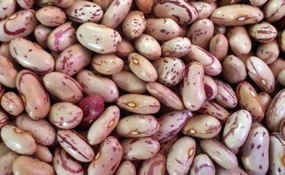 Kidney Beans Suppliers Online