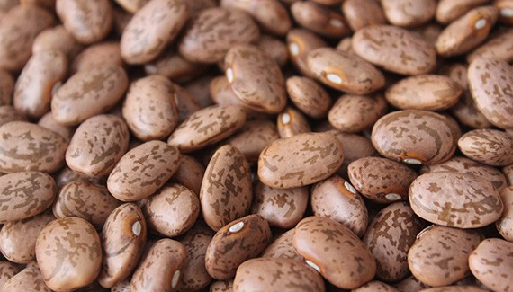 Pinto Beans Suppliers and Exporters