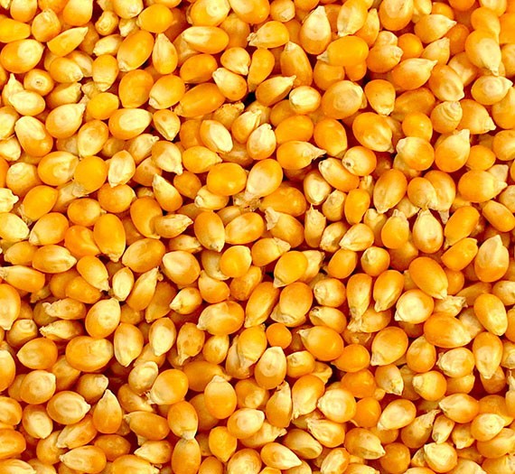 Yellow Corn Suppliers and Exporters