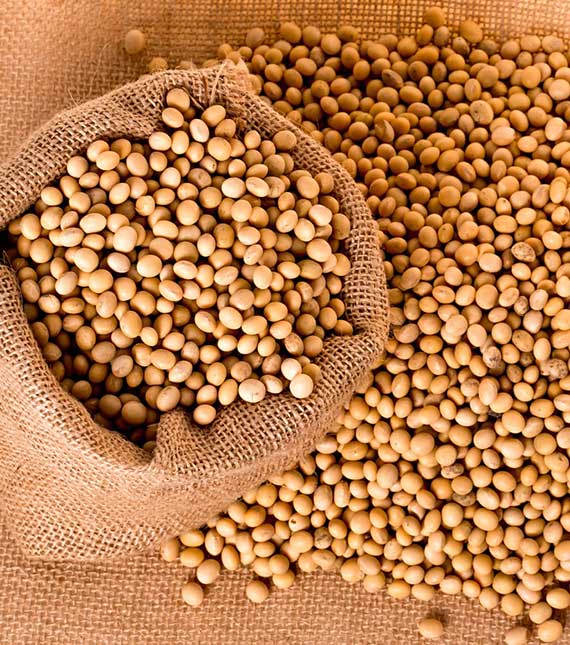 Soybeans Seeds Manufacturers