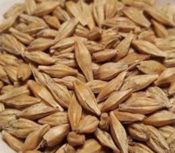 barley (1)